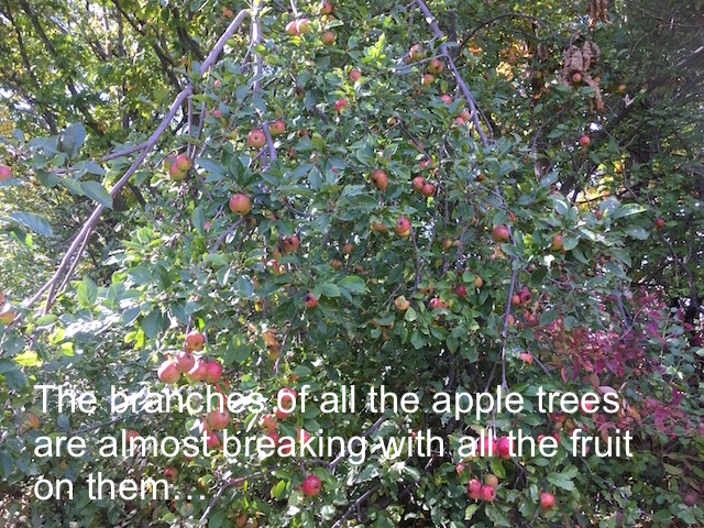 apple-fruit-trees