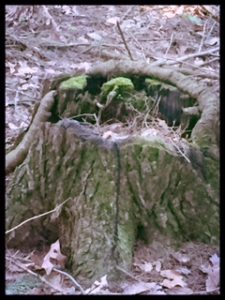 Picture of the Stump