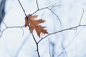 Frosty Fall - A Change of Seasons, A Change of Focus.