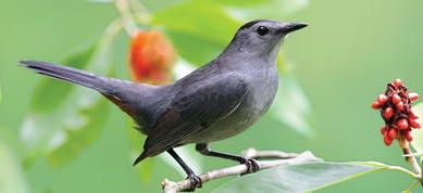 Catbird Cat Bird is a Friendly Visitor with a Message